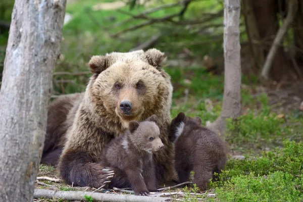 Niedźwiedź brunatny i cub — Zdjęcie stockowe