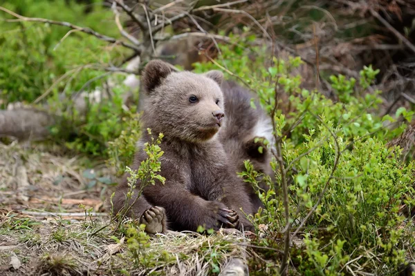 Tânăr urs brun în pădure — Fotografie, imagine de stoc