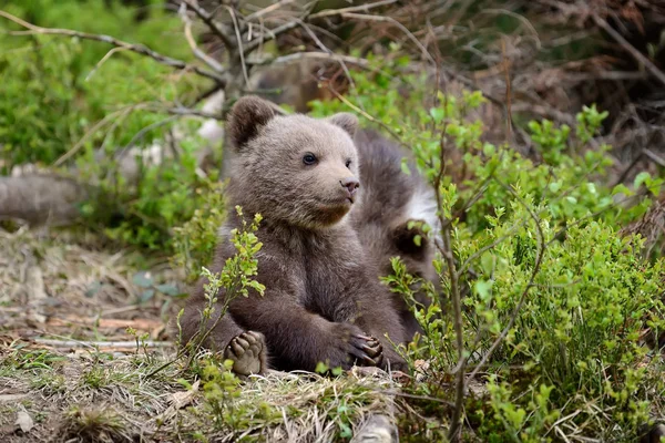 Urso castanho jovem na floresta — Fotografia de Stock