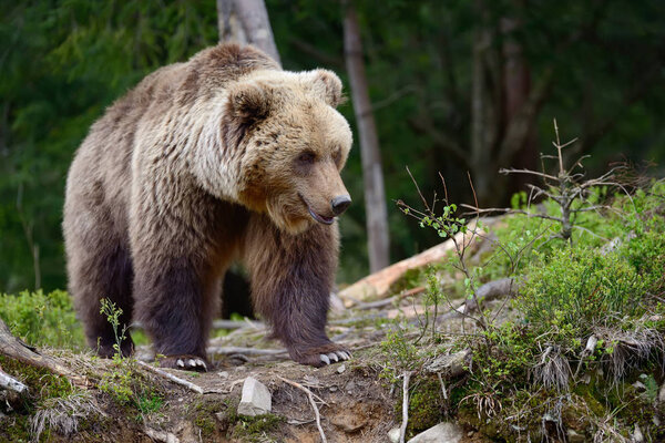Big brown bear in the forest in the summer