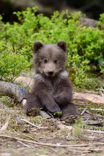 Cachorro oso marrón —  Fotos de Stock