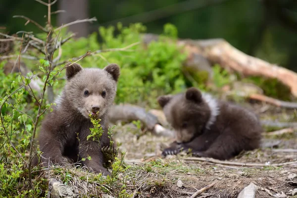 Bruine beer cub — Stockfoto