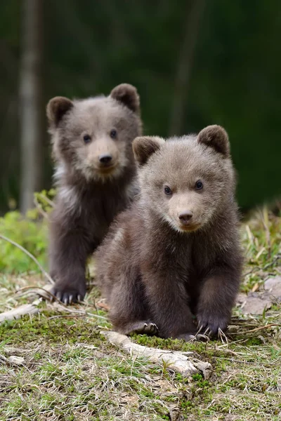 Καφέ αρκούδα cub — Φωτογραφία Αρχείου