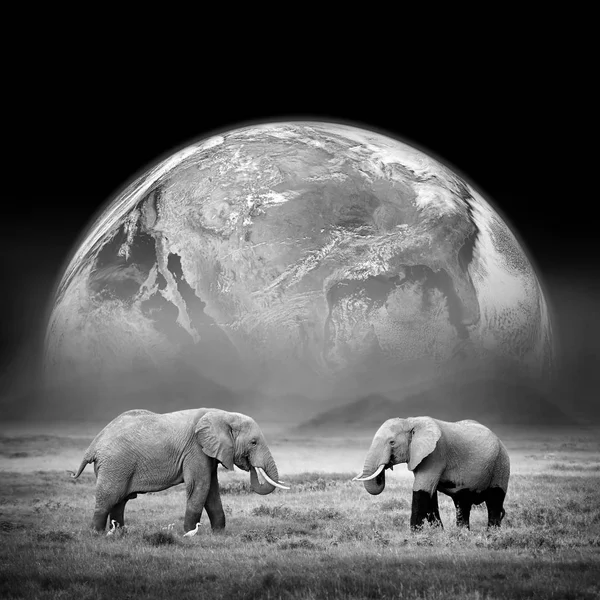 Elefanti sullo sfondo della Terra — Foto Stock