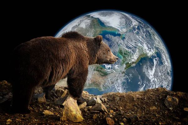 Бурий ведмідь на землі фону — стокове фото