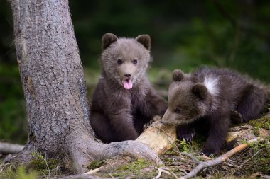 Genç kahverengi ayı ormanda