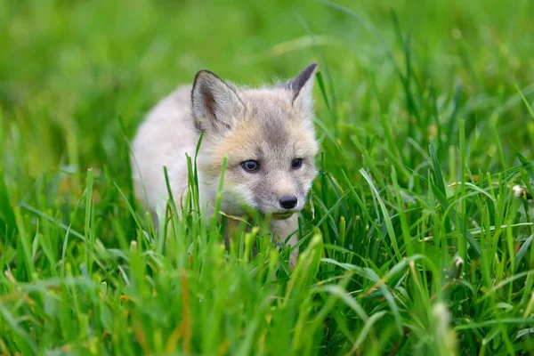 フォックス カブの草 — ストック写真