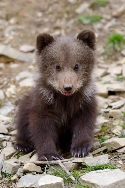Brown bear cub — Stock fotografie