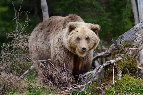 Großer Braunbär im Wald — Stockfoto