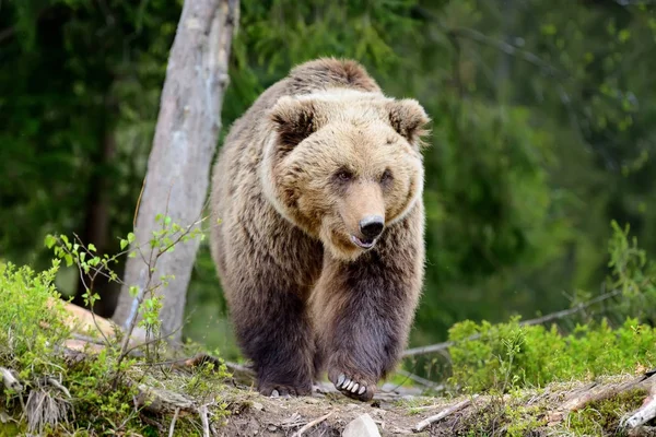 Medvěd hnědý v lese — Stock fotografie