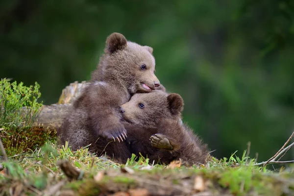 Filhote de urso marrom — Fotografia de Stock
