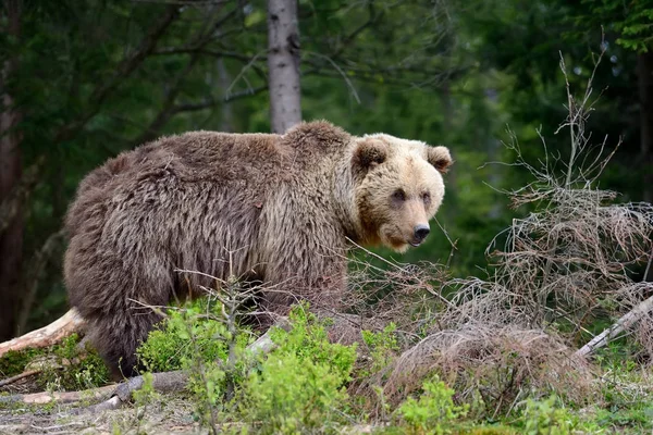 Big brown bear in the forest — Stock Photo, Image