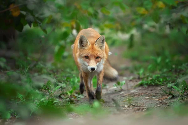 赤狐 (ホンドギツネ キツネ属の肖像画) — ストック写真