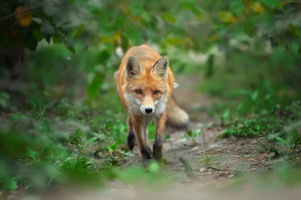 Portrét red Fox (Vulpes vulpes) — Stock fotografie