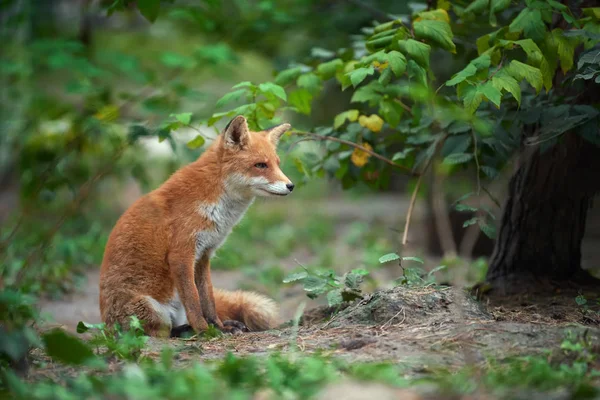 Ritratto di volpe rossa (Vulpes vulpes ) — Foto Stock