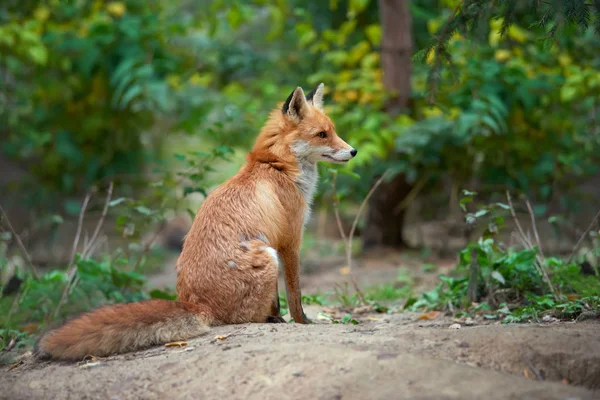 赤狐 (ホンドギツネ キツネ属の肖像画) — ストック写真