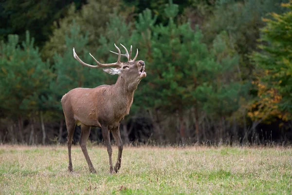 Red deer in mating season — Stock Photo, Image