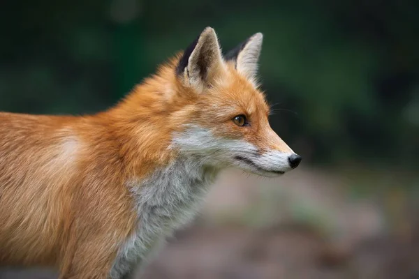 Retrato de un zorro rojo (Vulpes vulpes ) — Foto de Stock