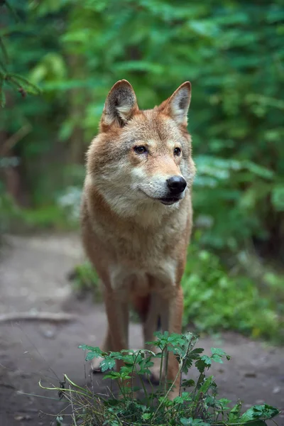 Wolf jacht in het bos — Stockfoto