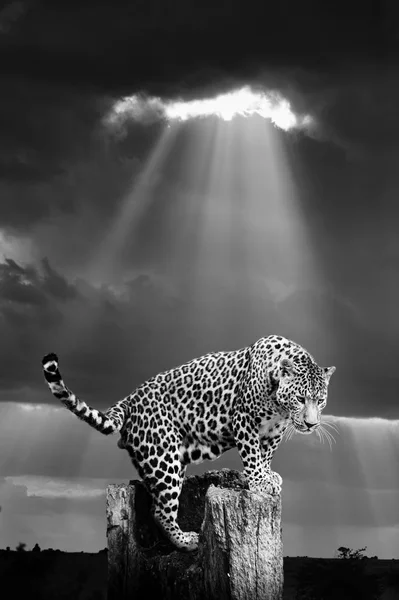 Λεοπάρδαλη στην άγρια φύση - Κένυα Εθνικό πάρκο — Φωτογραφία Αρχείου