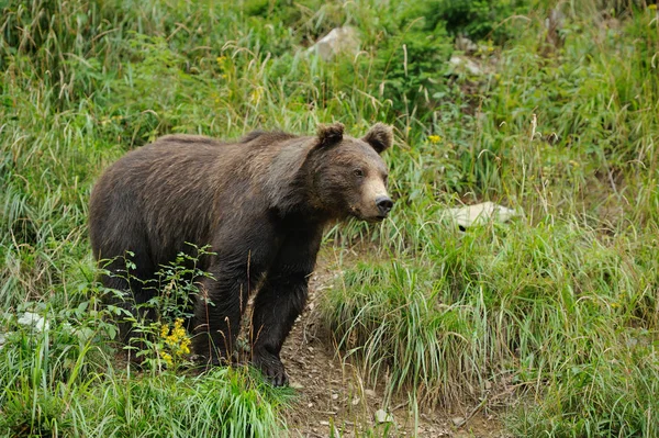 Grote bruine beer in het bos — Stockfoto