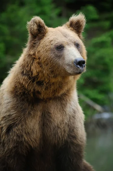 Big Brown Bear en el bosque —  Fotos de Stock