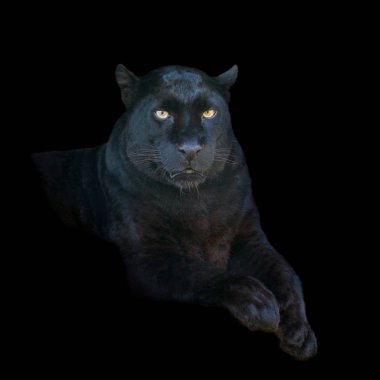 Koyu arka plan üzerinde siyah leopar