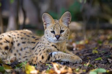 Serval kedisi (Felis serval)