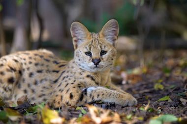 Serval cat (Felis serval) clipart