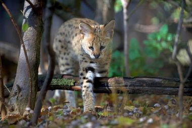 Serval cat (Felis serval) clipart