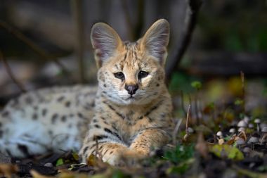 Serval cat (Felis serval) clipart