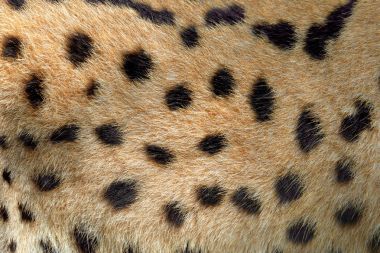 Real texture of serval cat fur clipart