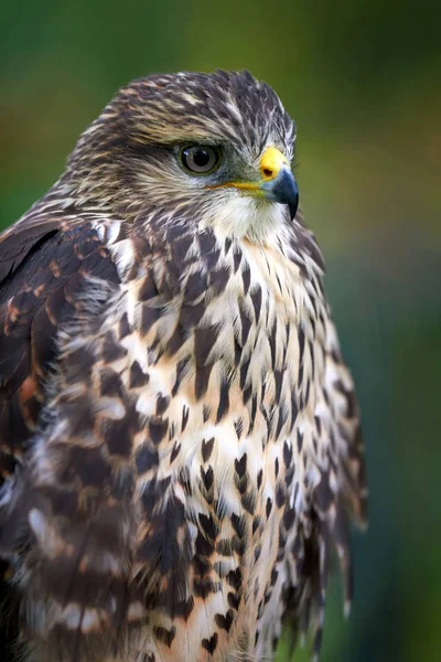 Águila en rama —  Fotos de Stock