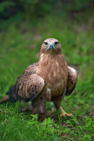 Águila en la hierba —  Fotos de Stock