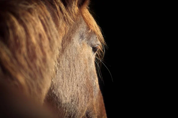 Ojo de caballo de la bahía árabe — Foto de Stock