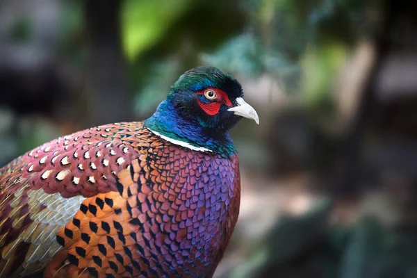 Gemeiner Fasan (Phasianus colchicus)) — Stockfoto