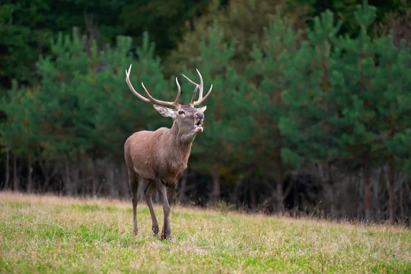 Red deer in mating season — Stock Photo, Image