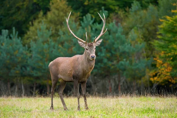 Red deer in mating season — Stock Photo, Image