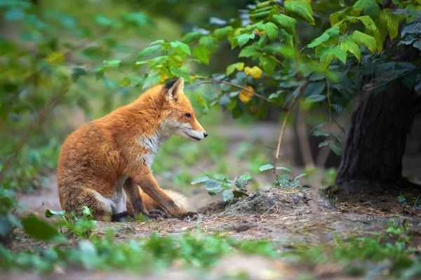 Retrato de un zorro rojo (Vulpes vulpes ) — Foto de Stock