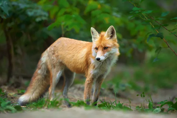 Retrato de uma raposa vermelha (Vulpes vulpes ) — Fotografia de Stock