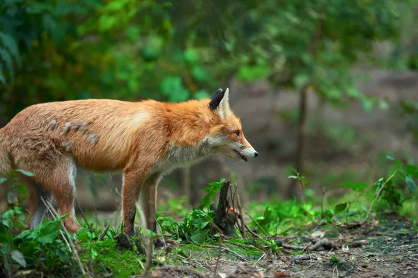 Retrato de uma raposa vermelha (Vulpes vulpes ) — Fotografia de Stock