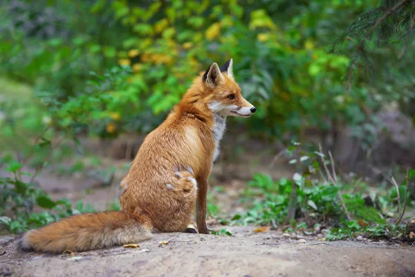 Πορτρέτο του μια κόκκινη αλεπού (Vulpes vulpes) — Φωτογραφία Αρχείου