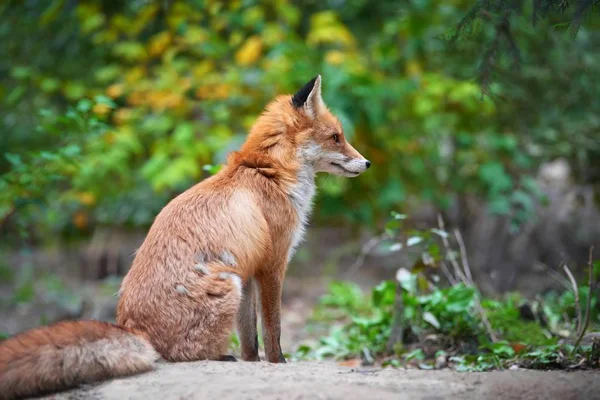 Portrait d'un renard roux (Vulpes vulpes ) — Photo