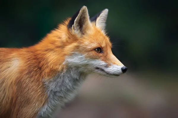 Retrato de uma raposa vermelha (Vulpes vulpes ) — Fotografia de Stock