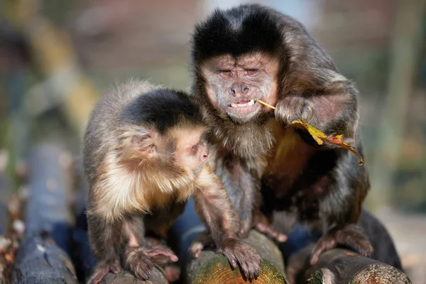 Mladí Kapucín opice — Stock fotografie