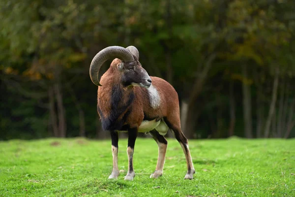 A rét-nagy európai muflon — Stock Fotó