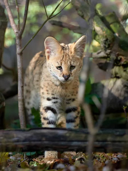 Serval-Katze (felis serval) — Stockfoto