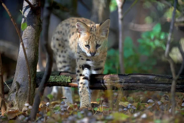 Serval-Katze (felis serval) — Stockfoto