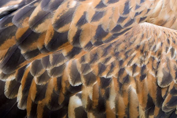Eagle feather textura — Stock fotografie