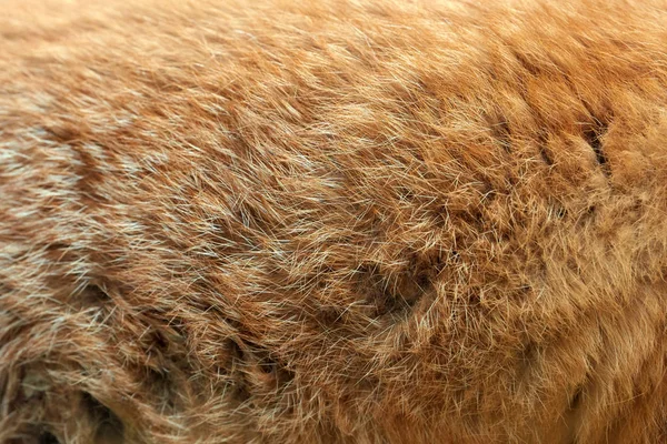 Textura real de pele de raposa vermelha — Fotografia de Stock
